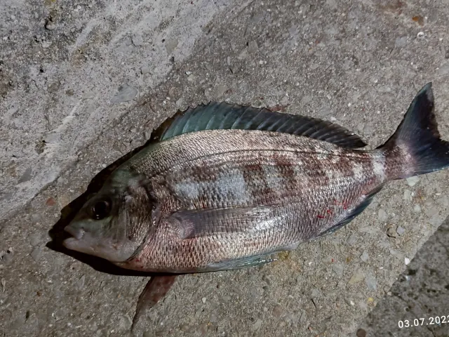 Dorade