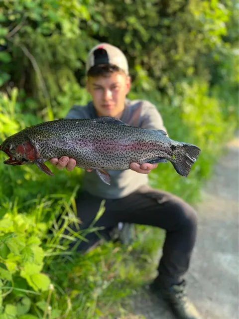 Regenbogenforelle