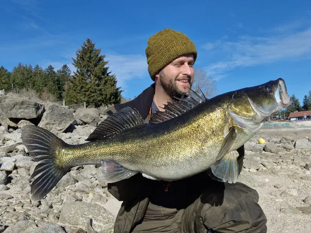 Zander