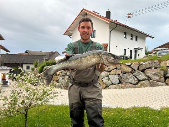 Zander