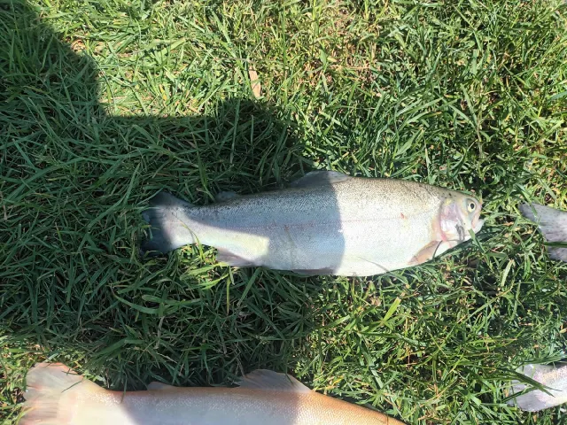 Regenbogenforelle
