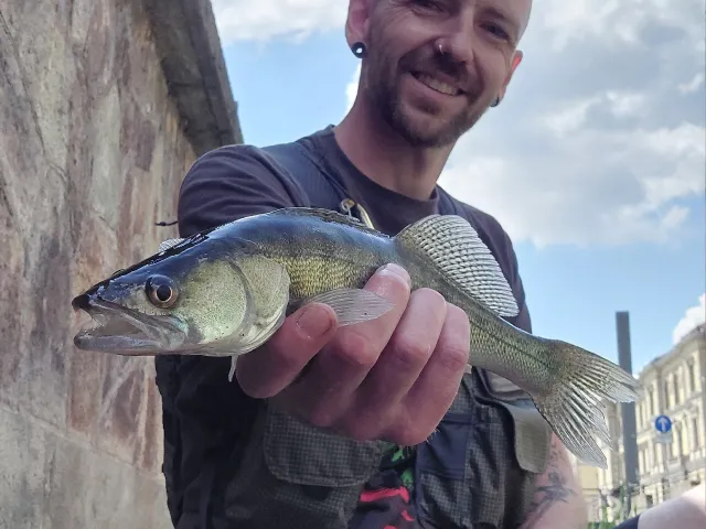 Zander