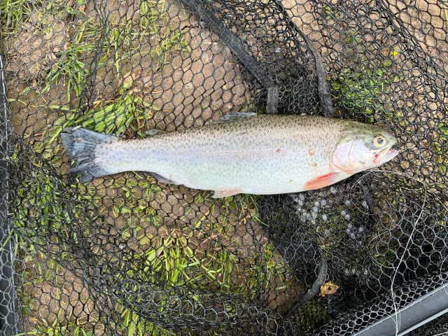 Regenbogenforelle