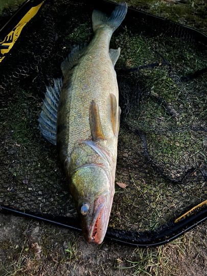 Zander