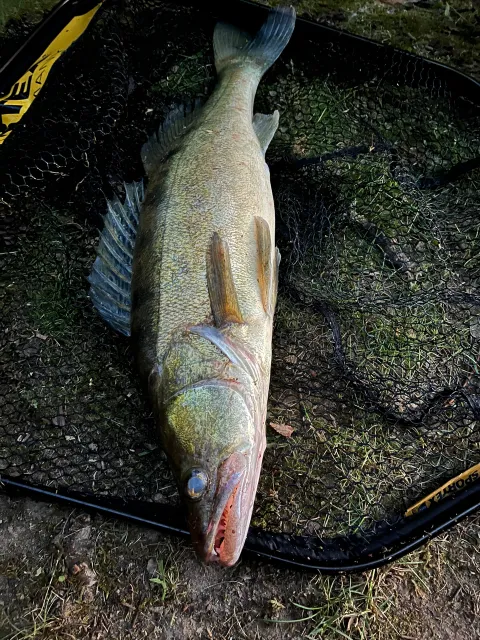 Zander