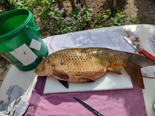 Karpfen