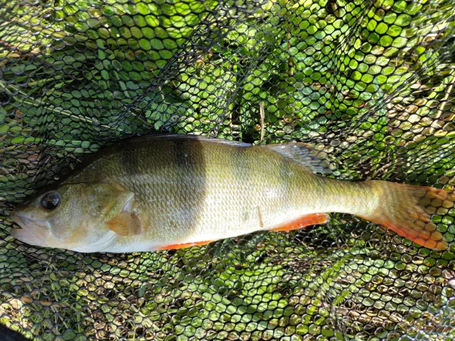 Flussbarsch