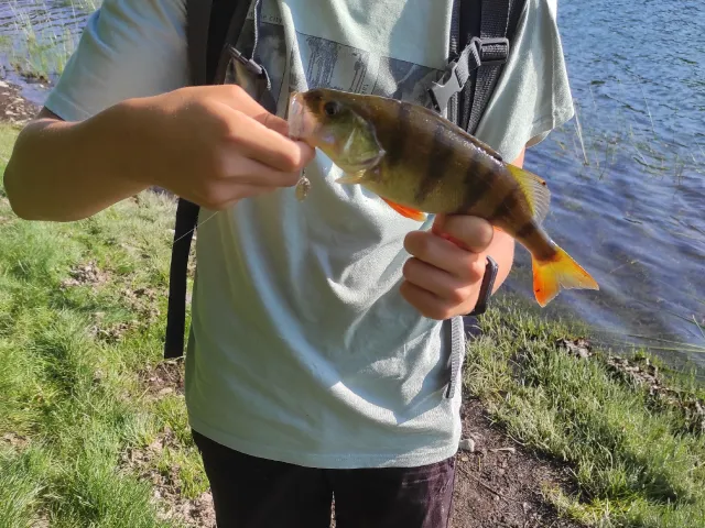 Flussbarsch