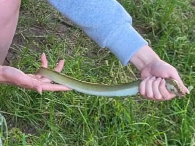 Aal