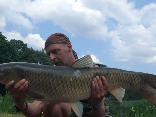 Graskarpfen