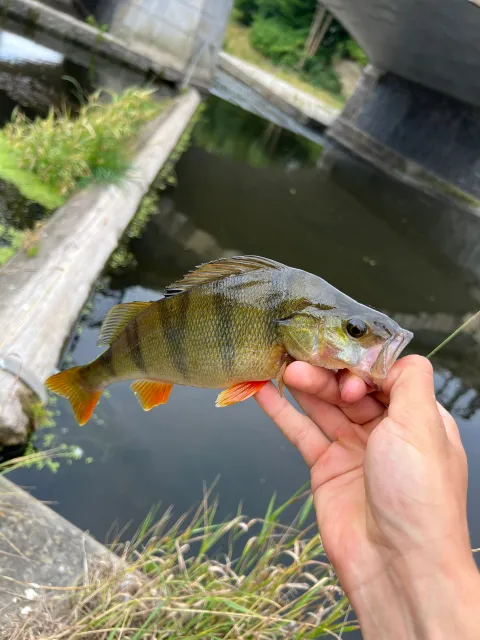 Flussbarsch