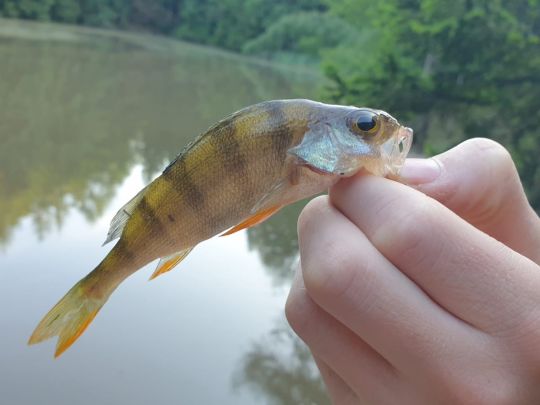 Flussbarsch