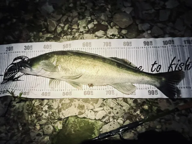 Zander