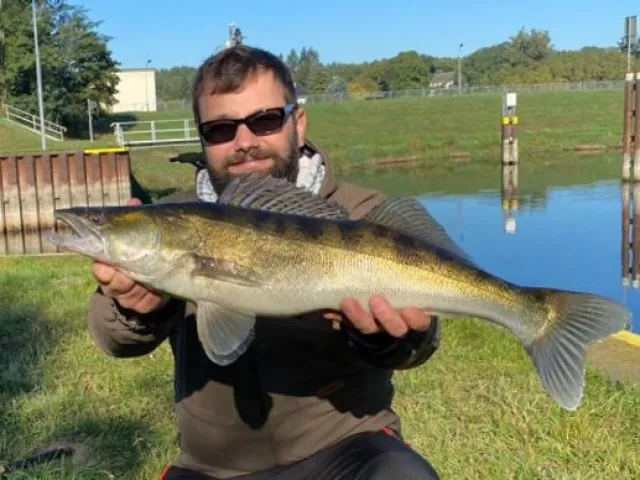 Zander