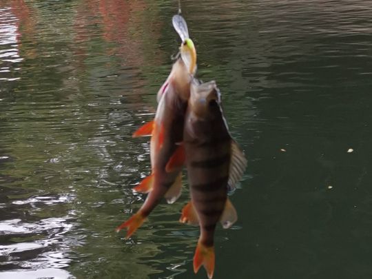 Flussbarsch