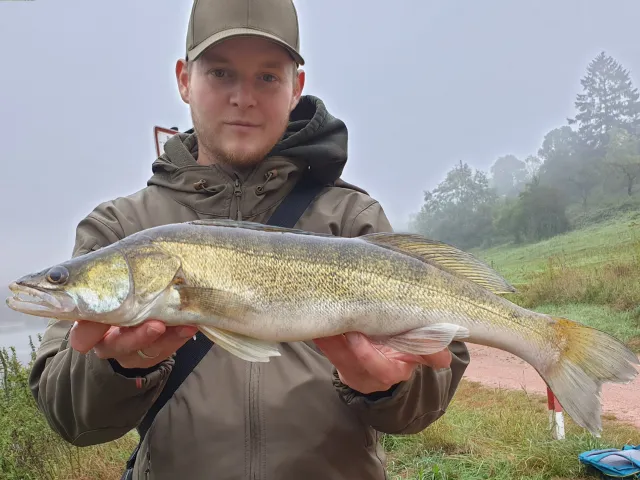 Zander