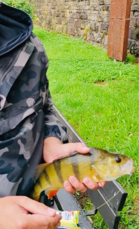 Flussbarsch