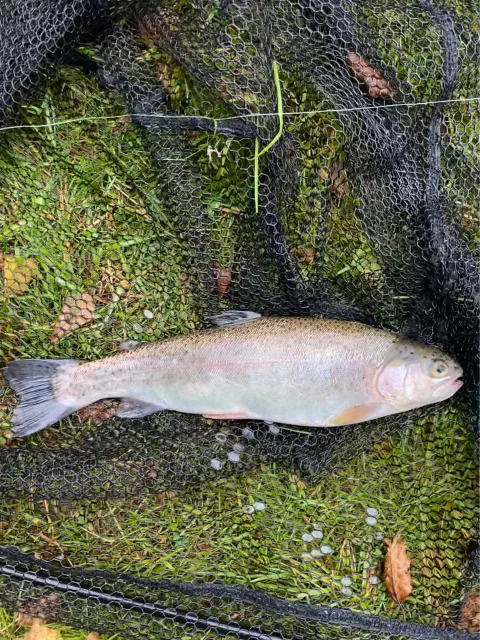 Regenbogenforelle