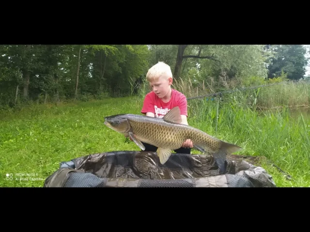 Graskarpfen