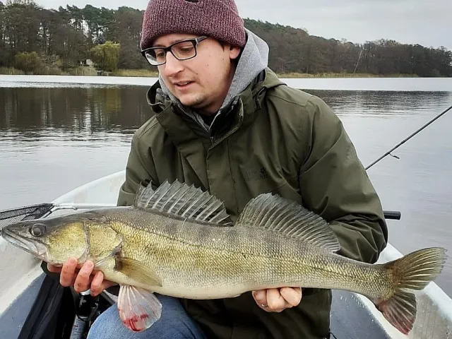 Zander