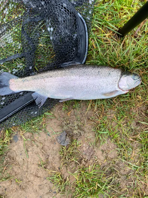 Regenbogenforelle