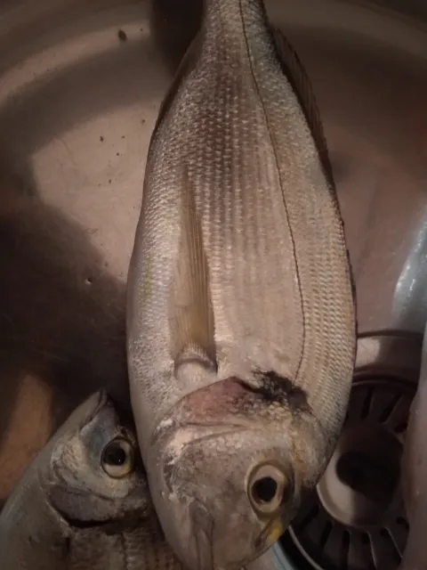 Dorade