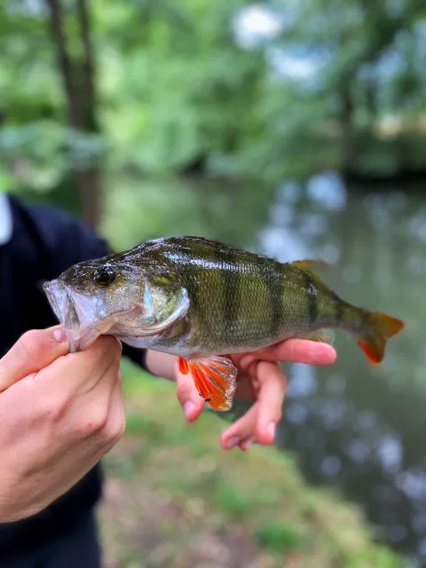 Flussbarsch