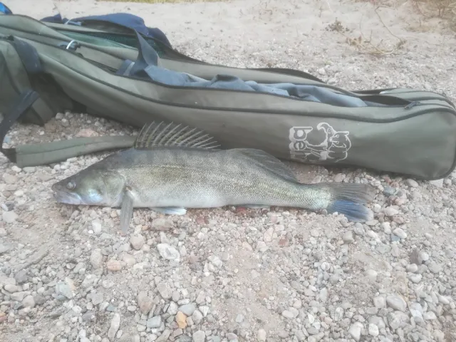 Zander