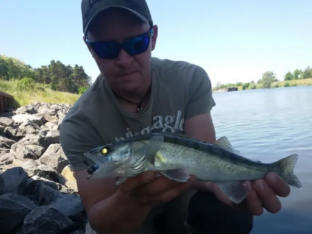 Zander