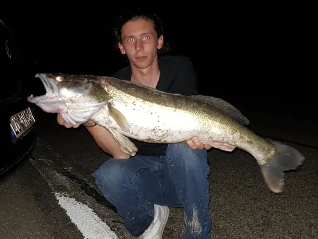 Zander