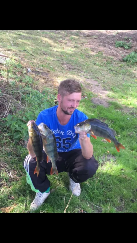 Flussbarsch