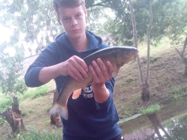 Döbel