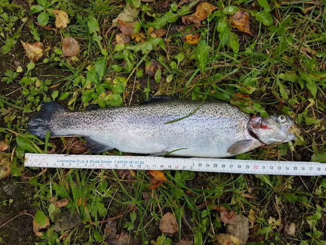 Regenbogenforelle