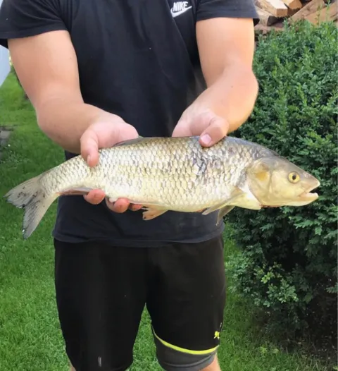 Döbel