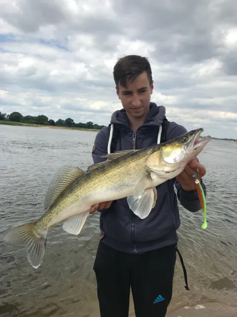 Zander
