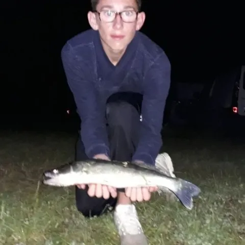 Zander