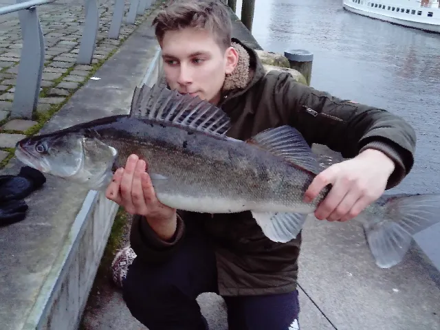 Zander