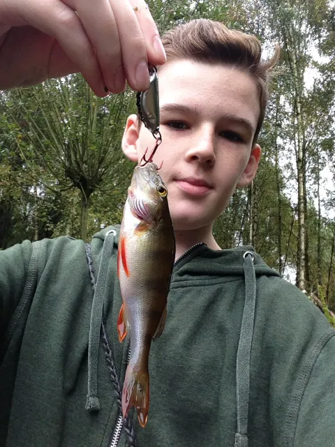 Flussbarsch