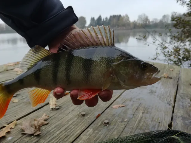 Flussbarsch