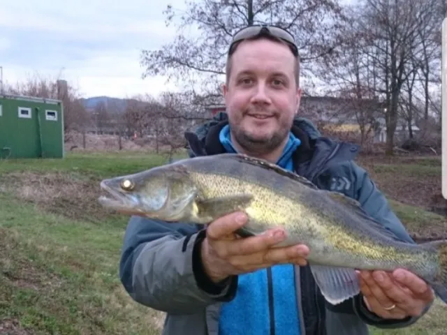 Zander