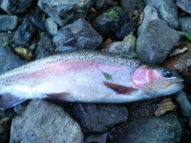 Regenbogenforelle