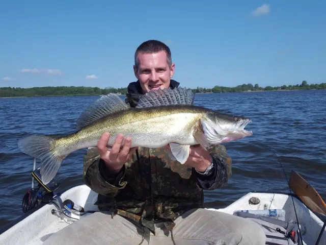 Zander