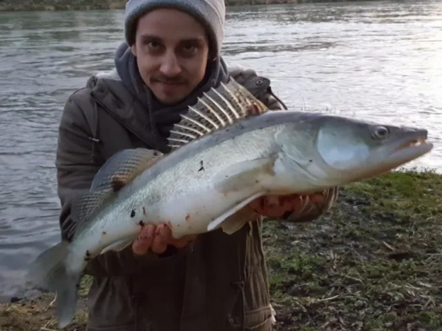 Zander