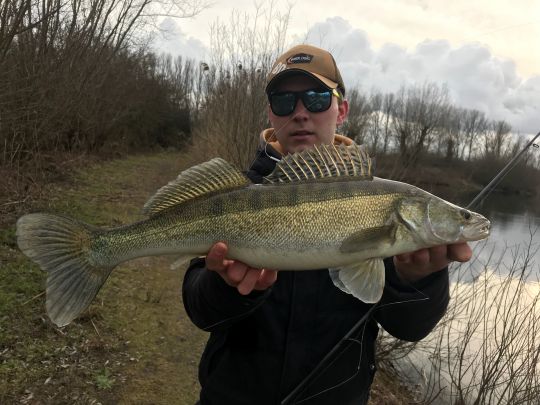 Zander