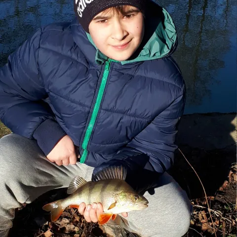 Flussbarsch