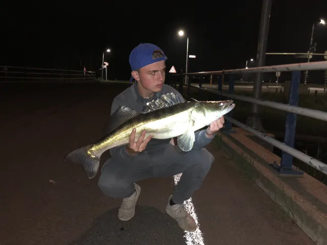 Zander
