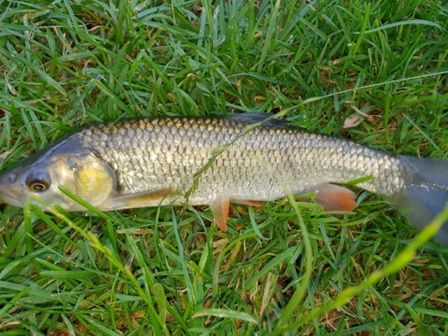 Döbel