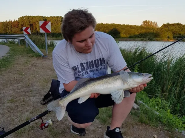 Zander