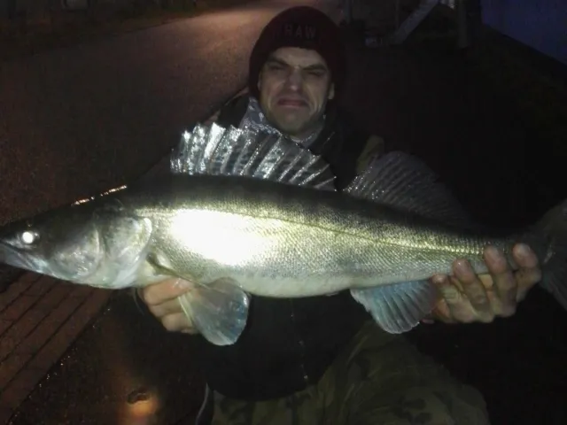 Zander