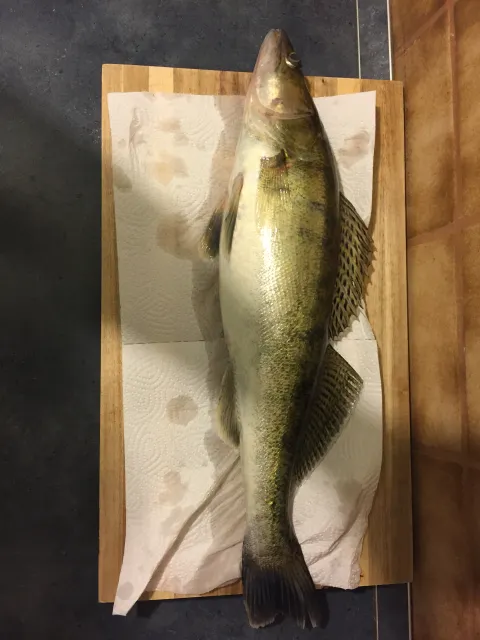 Zander